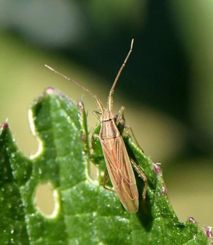 Stenodema calcarata